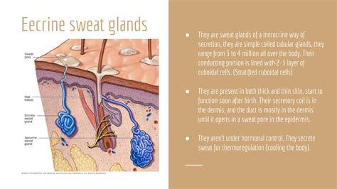 Diagram illustrating the distribution of sweat glands on the face, highlighting the forehead and upper lip as common areas of heavy sweating.