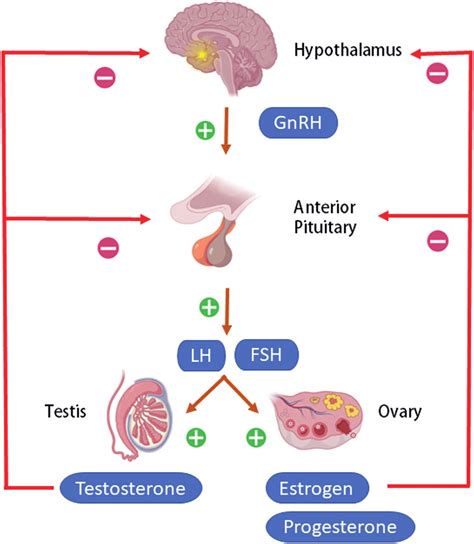 Diagram illustrating the hypothalamic-pituitary-gonadal axis and the feedback loop of hormone regulation.