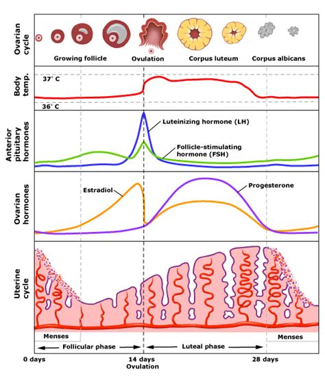 Infographic detailing the roles of FSH and LH in the female menstrual cycle.
