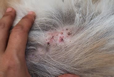 Illustration of a cat with red, inflamed patches on its skin, highlighting common rash locations.