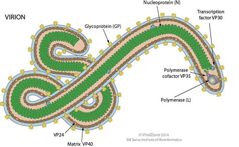 Infographic illustrating the Ebola virus structure and its components.