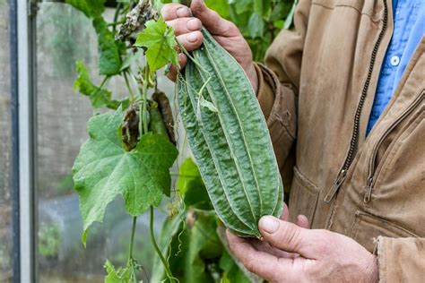 Illustration of a loofah gourd on a vine, resembling a large cucumber.