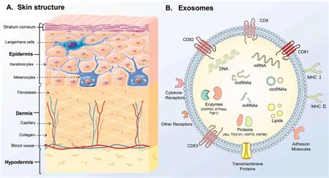 Infographic illustrating the structure and function of exosomes in cellular communication and skin regeneration.