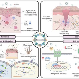 Diagram illustrating the Renewosome technology and the role of exosomes in skin repair.