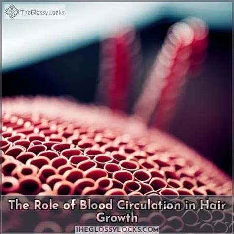 Illustration showing improved blood circulation to the scalp and hair follicles during a head spa massage.