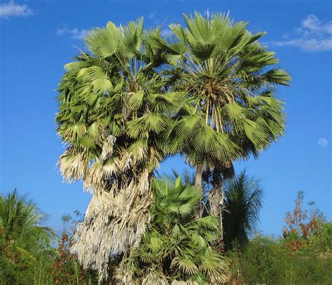 Illustration of carnauba palm leaves and harvested wax flakes