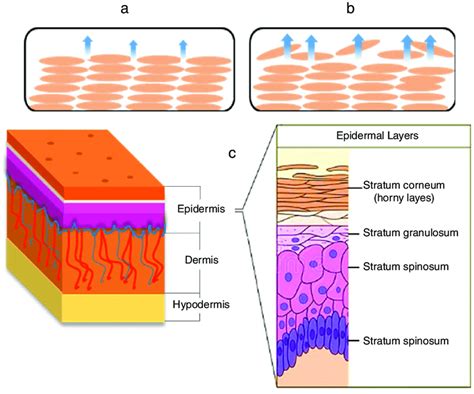 Diagram of the skin's stratum corneum and the role of humectants like glycerin.