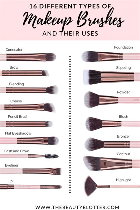 Infographic detailing different types of makeup brushes and their primary uses, such as foundation, eyeshadow, powder, and blush application.