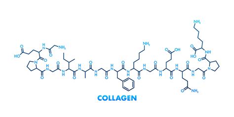 Infographic illustrating the molecular structure of collagen and its role in skin hydration.