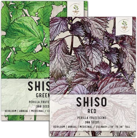 Illustration showing the different leaf shapes and colors of green, red, and ruffled shiso varieties.