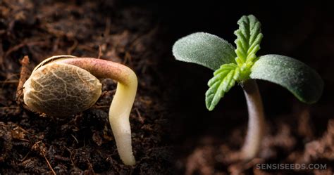 A side-by-side comparison of shiso seeds and sprouted seedlings in pots.