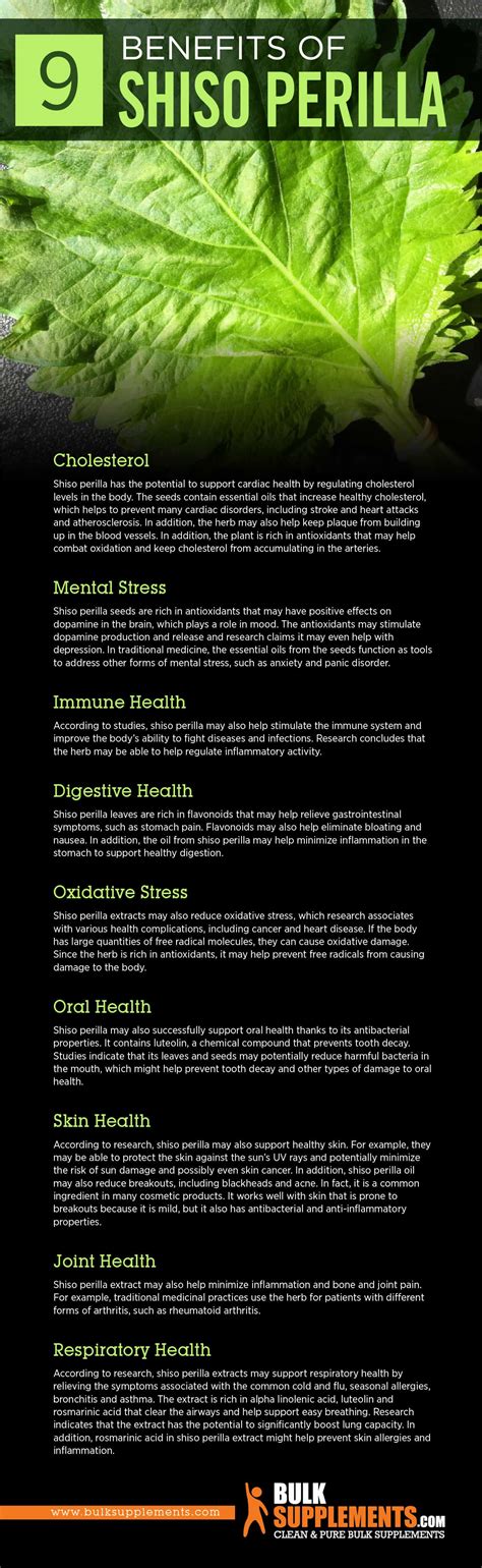 Infographic illustrating the nutritional content and health benefits of shiso.