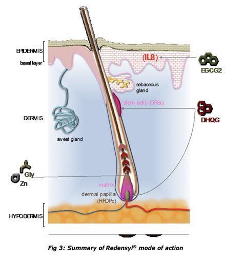 Infographic comparing the hair growth efficacy of Redensyl (in Root Beauté essence) versus Minoxidil, based on study percentages.