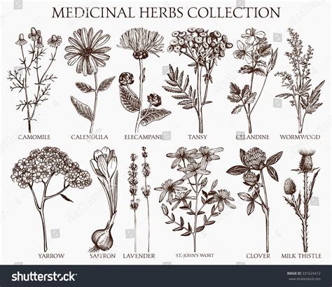 Vintage illustration of herbs used in facial toners.