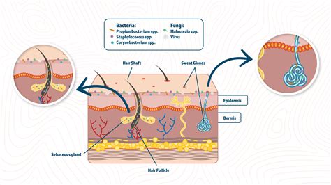 Illustration of the skin microbiome on the skin surface.
