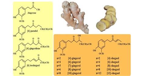 Illustration showing the structure of ginger root and its key compounds.
