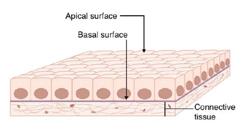 Diagram illustrating the key structural features of epithelial tissue, including apical and basal surfaces, basal lamina, and high cellularity.