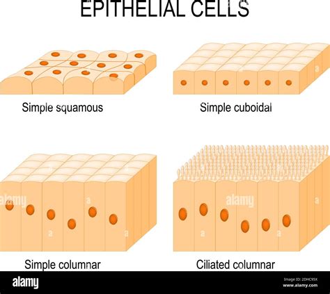 Illustrations of stratified squamous, stratified cuboidal, stratified columnar, and transitional epithelial tissues.
