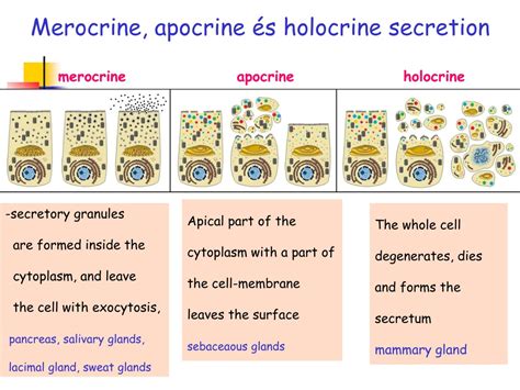 Diagrams illustrating merocrine, apocrine, and holocrine modes of secretion.