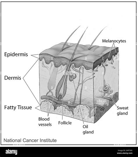 Illustration showing the difference between skin with oil glands and lip skin lacking oil glands.