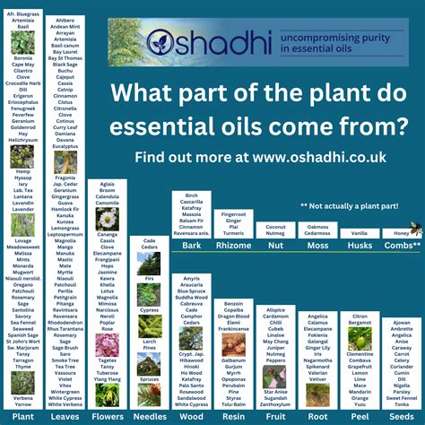 Infographic showing the different parts of a plant from which essential oils are extracted.