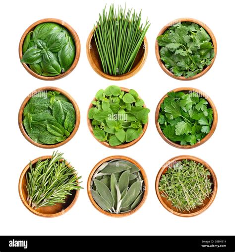 Collage of images: thyme, rosemary, cinnamon sticks, tea tree leaves, oregano leaves, lavender flowers, bergamot fruit, rosehip, eucalyptus leaves, lemongrass, peppermint leaves.