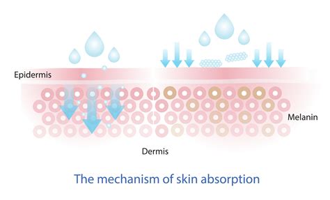 Infographic illustrating the layers of the skin and the absorption limits of collagen molecules.