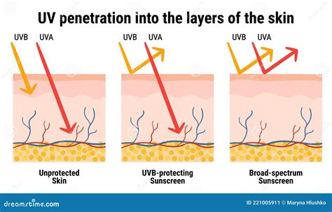 An infographic illustrating the different layers of skin and how UV rays can penetrate.