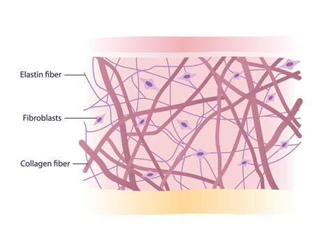 Illustrative graphic showing the layers of skin and the impact of weight gain and loss on collagen and elastin fibers.