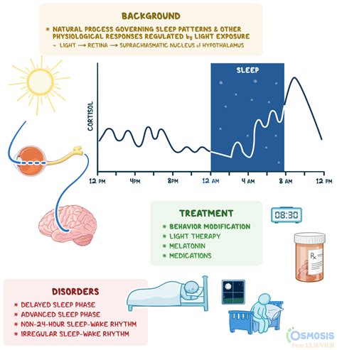Infographic illustrating the skin's repair processes during sleep, highlighting increased cell turnover and collagen production.