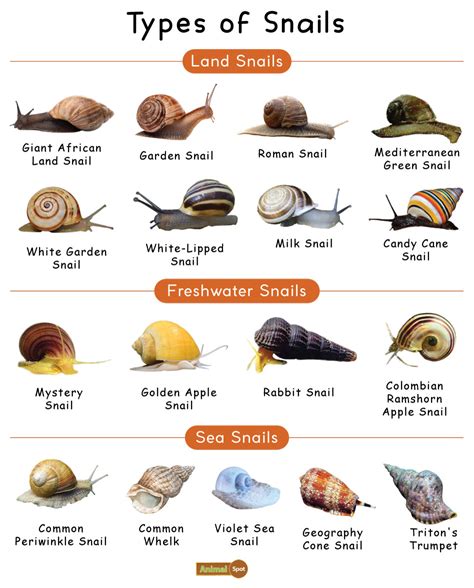 Illustration showing the different types of snail mucin and their functions