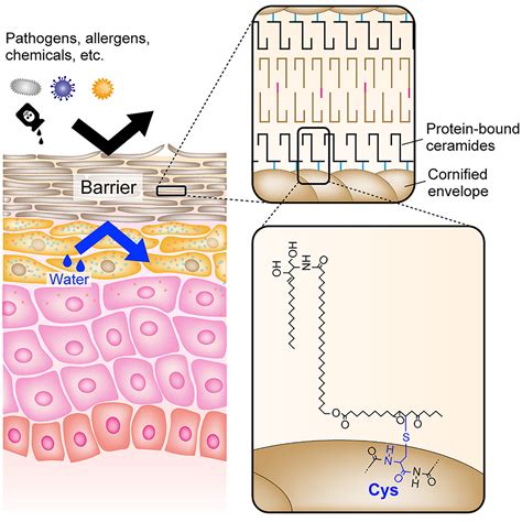 Diagram showing the skin barrier structure and the role of ceramides and lipids.