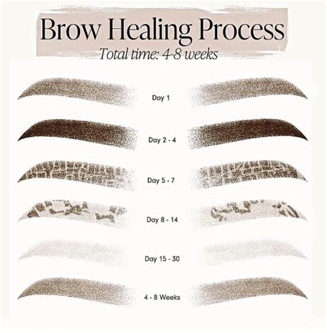 A diagram showing the healing phases of microblading, from initial redness to final healed brows.