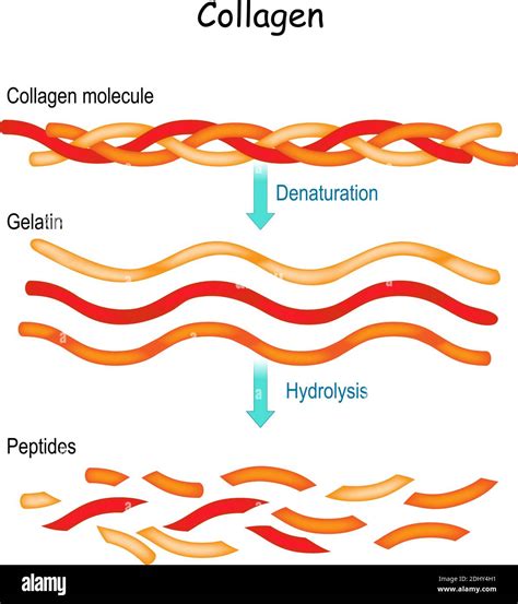 Illustration showing the molecular structure of hydrolyzed collagen and its penetration into the skin layers.