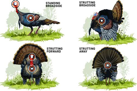 Diagram illustrating the location of the leg and wing joints on a turkey, with arrows indicating where to cut.