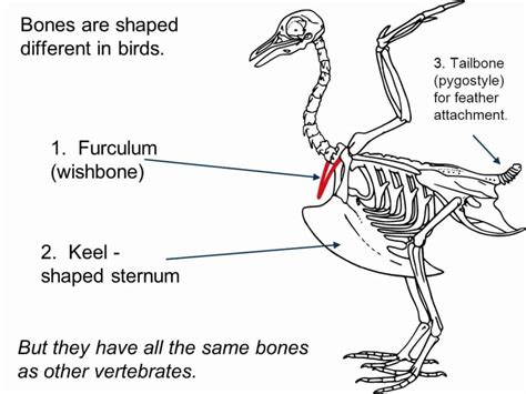 Illustration showing how to separate the breast meat from the keel bone and rib cage of a turkey.