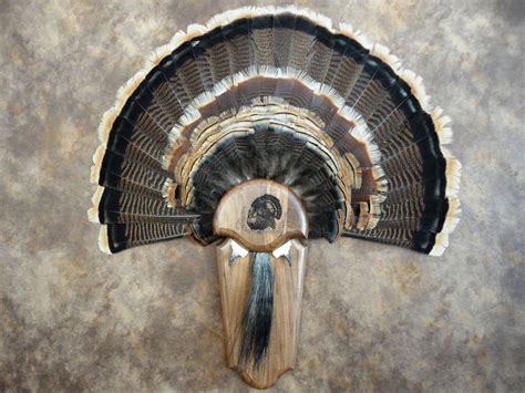 Photo collage showing the beard, spurs, and tail fan of a turkey, with examples of how they can be preserved and displayed.