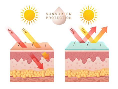 Illustration showing the effects of sun exposure on skin, including sunburn, aging, and cancer.