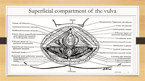 Diagram of the vulva, highlighting the vaginal opening.