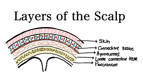 An illustration showing the layers of the scalp and where pigment is deposited for Scalp Micropigmentation.