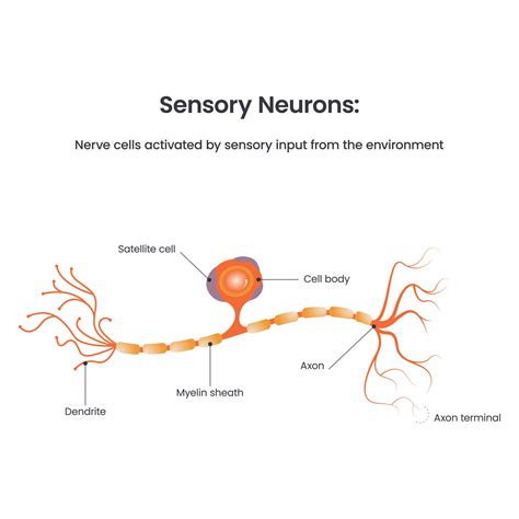 Diagram illustrating sensory neurons and their role in itch signaling
