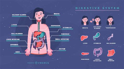 Infographic illustrating the digestive system and the role of enemas.