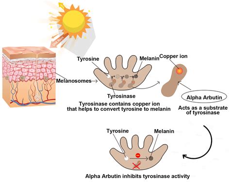 Illustration showing the mechanism of alpha arbutin inhibiting melanin production in skin cells.
