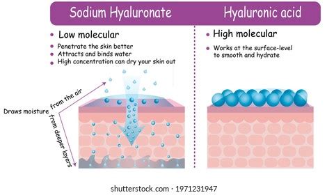 Infographic illustrating how glycerin and sodium hyaluronate hydrate the skin.