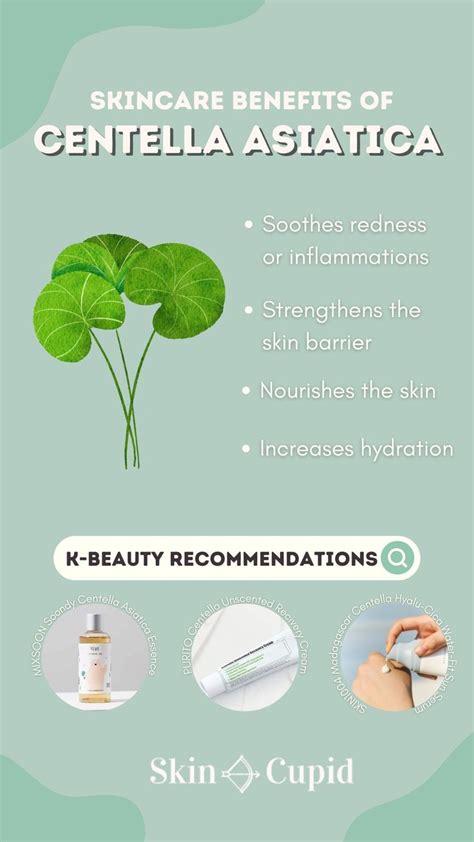 Infographic illustrating the key benefits of Centella Asiatica and Korean Ginseng in Erborian products