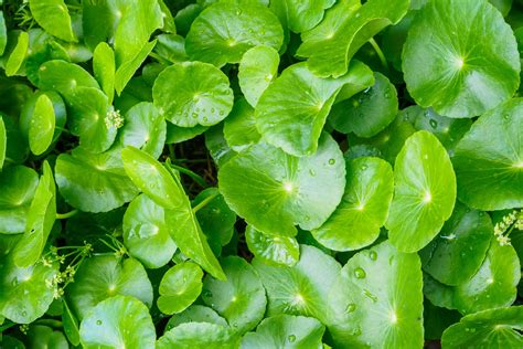 Image of Centella Asiatica (Gotu Kola) plant
