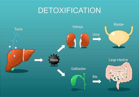 Infographic illustrating the body's natural detoxification organs (liver, kidneys, lungs, skin, digestive system)