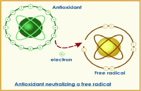 Diagram showing the role of antioxidants in neutralizing free radicals