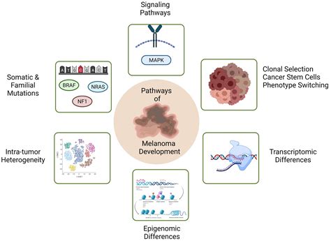 Infographic comparing genetic mutations in mucosal vs. cutaneous melanoma.