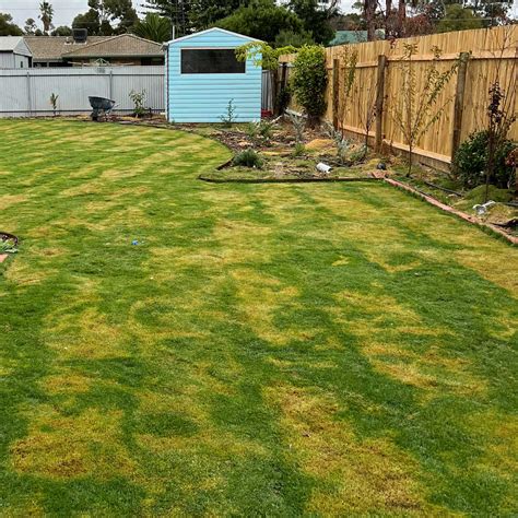 Person mowing lawn at low height illustrating lawn scalping technique.